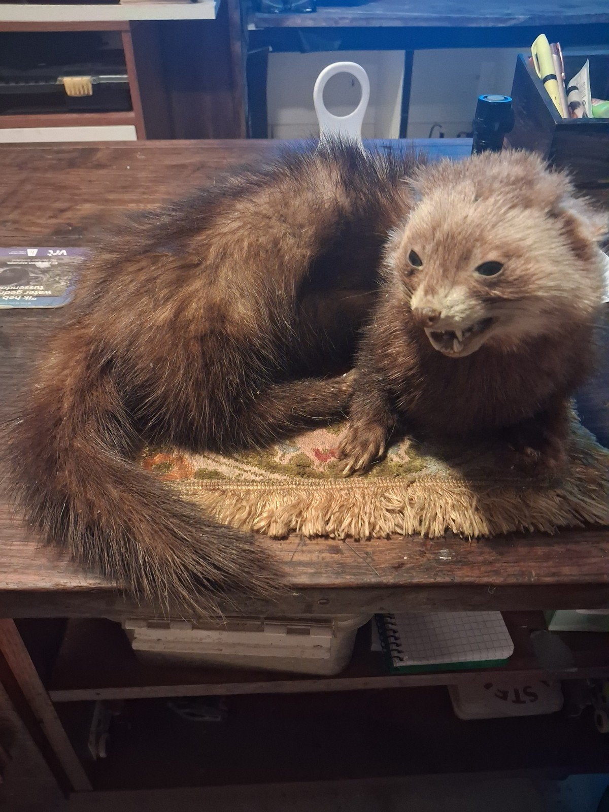 opgezette Marter/bunzing taxidermie, Ophalen, Zo goed als nieuw, Overige soorten, Opgezet dier