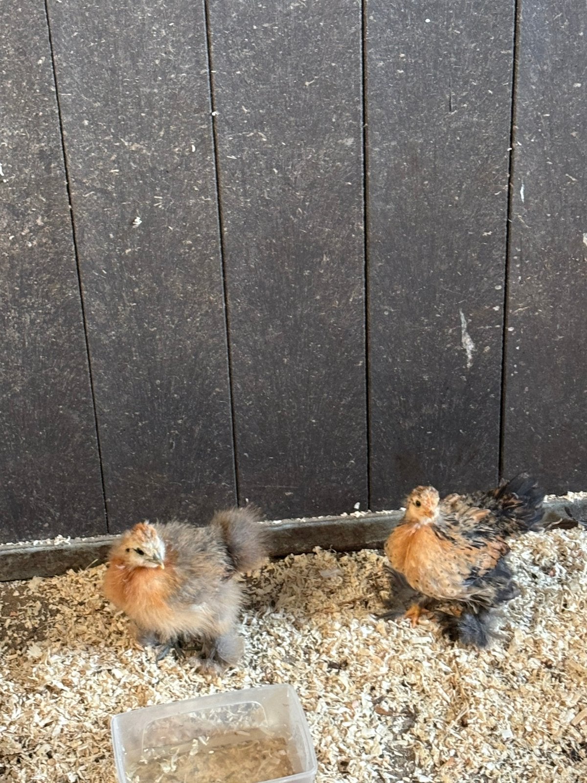 Jonge kippen te koop, Dieren en Toebehoren, Vogels | Overige Vogels