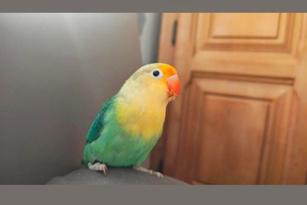 2 dwergpapegaai ( 2j oud geel en groen 7 maanden)+kooi 1tam, Dieren en Toebehoren, Geslacht onbekend, Dwergpapegaai of Agapornis