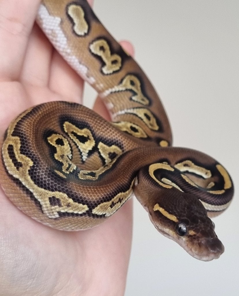0.1 blackhead mojave 66% het dreamsicle koningspython Ball Python photo 3