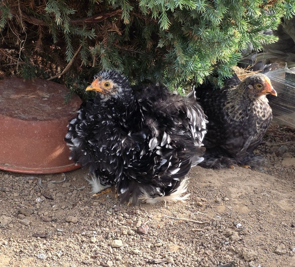 Coqs et poule pekin, Plusieurs animaux, Poule ou poulet
