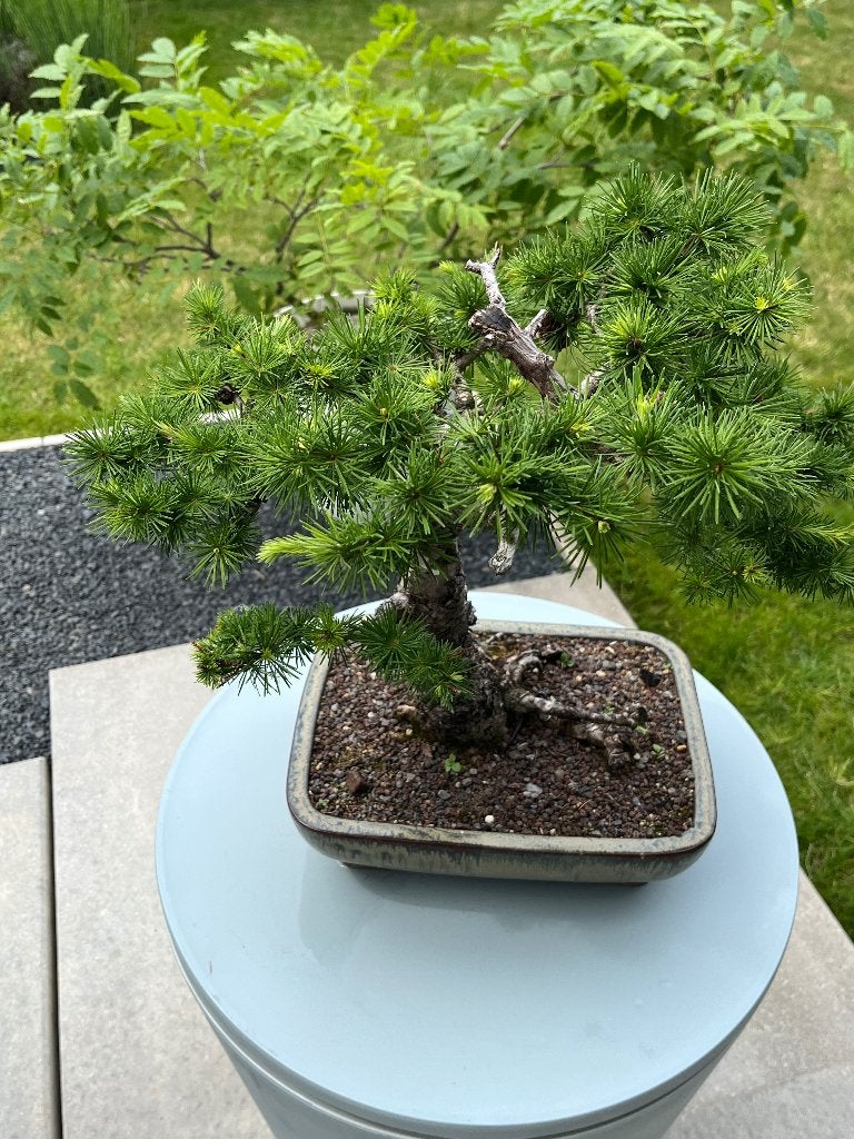 Bonsai lariks, Enlèvement