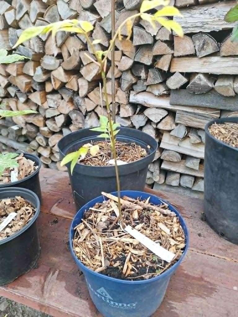 toona sinensis flamingo, Tuin en Terras, Ophalen