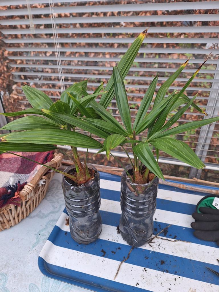 Palm 🌴🌴🌴🌴