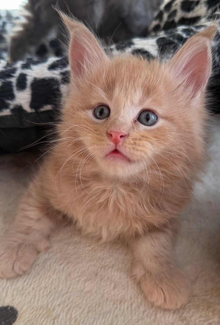 Prachtige Maine Coon kittens, Dieren en Toebehoren, Geslacht onbekend, Gechipt, 0 tot 2 jaar