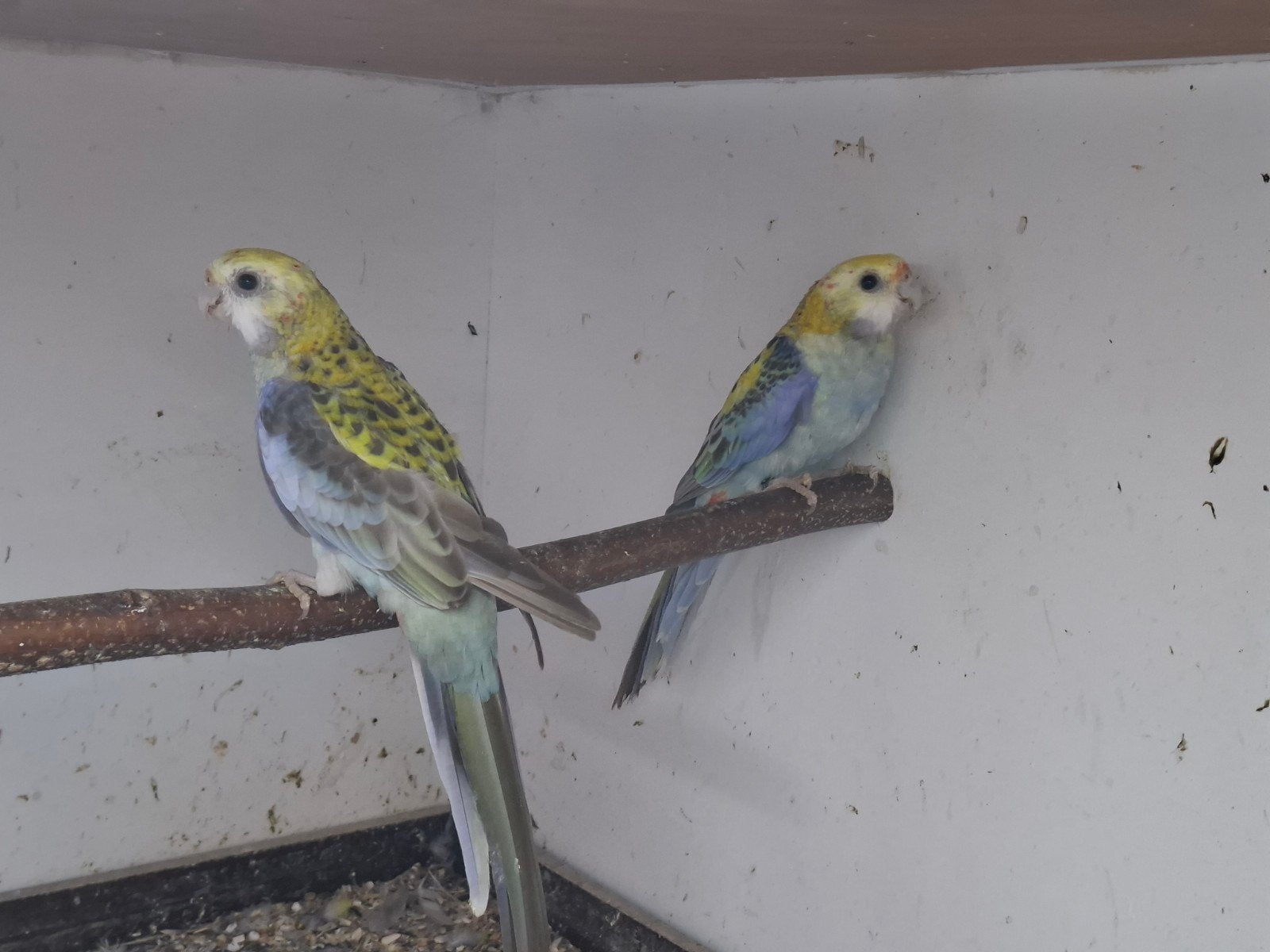 koppel cynamon bleekkoppen, Dieren en Toebehoren, Meerdere dieren, Parkiet, Geringd