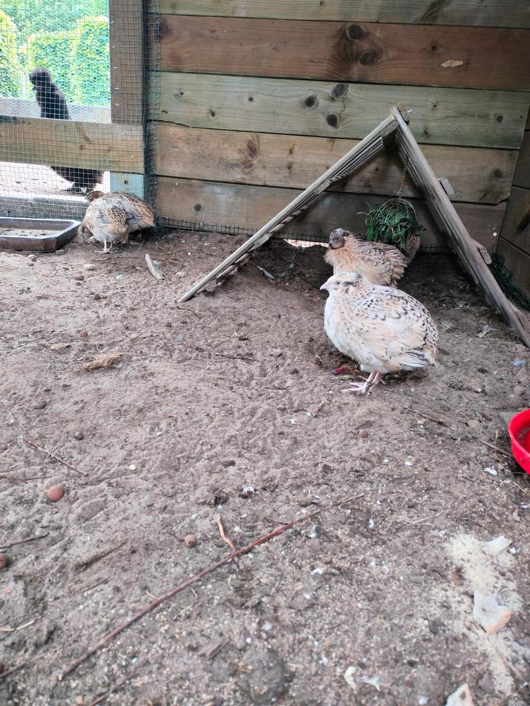 Kwartel mannetjes, Dieren en Toebehoren, Pluimvee