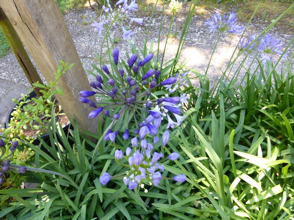 agapanthus, Tuin en Terras, Volle zon, Vaste plant, Zomer, Ophalen