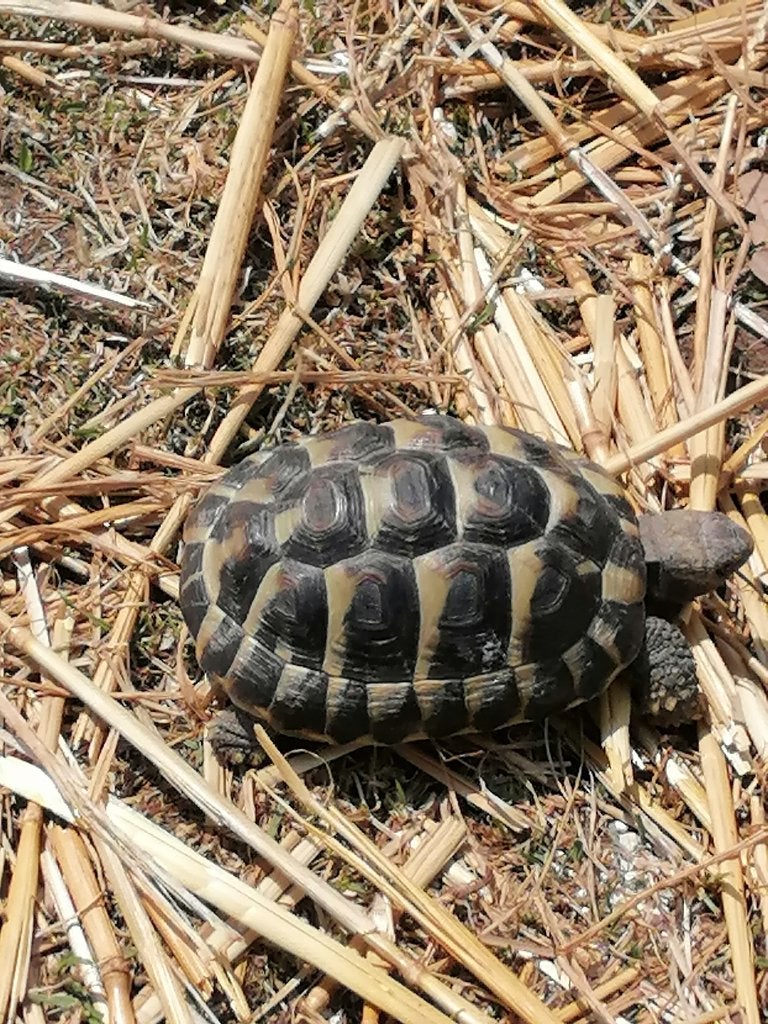 Landschildpad, Dieren en Toebehoren, Schildpad