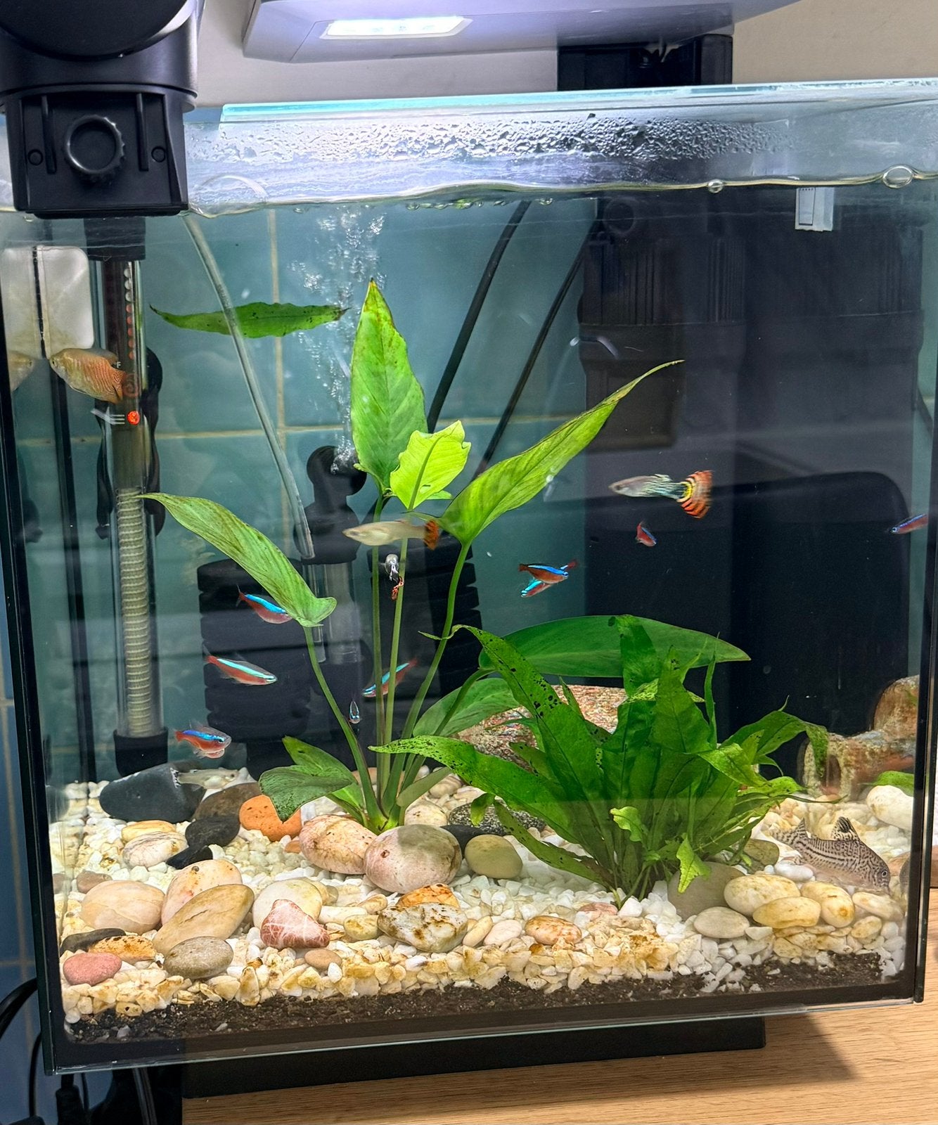 Aquarium avec +-14 poissons+pompe et filtre 35x35, Animaux & Accessoires, Enlèvement ou Envoi, Pompe, Comme neuf