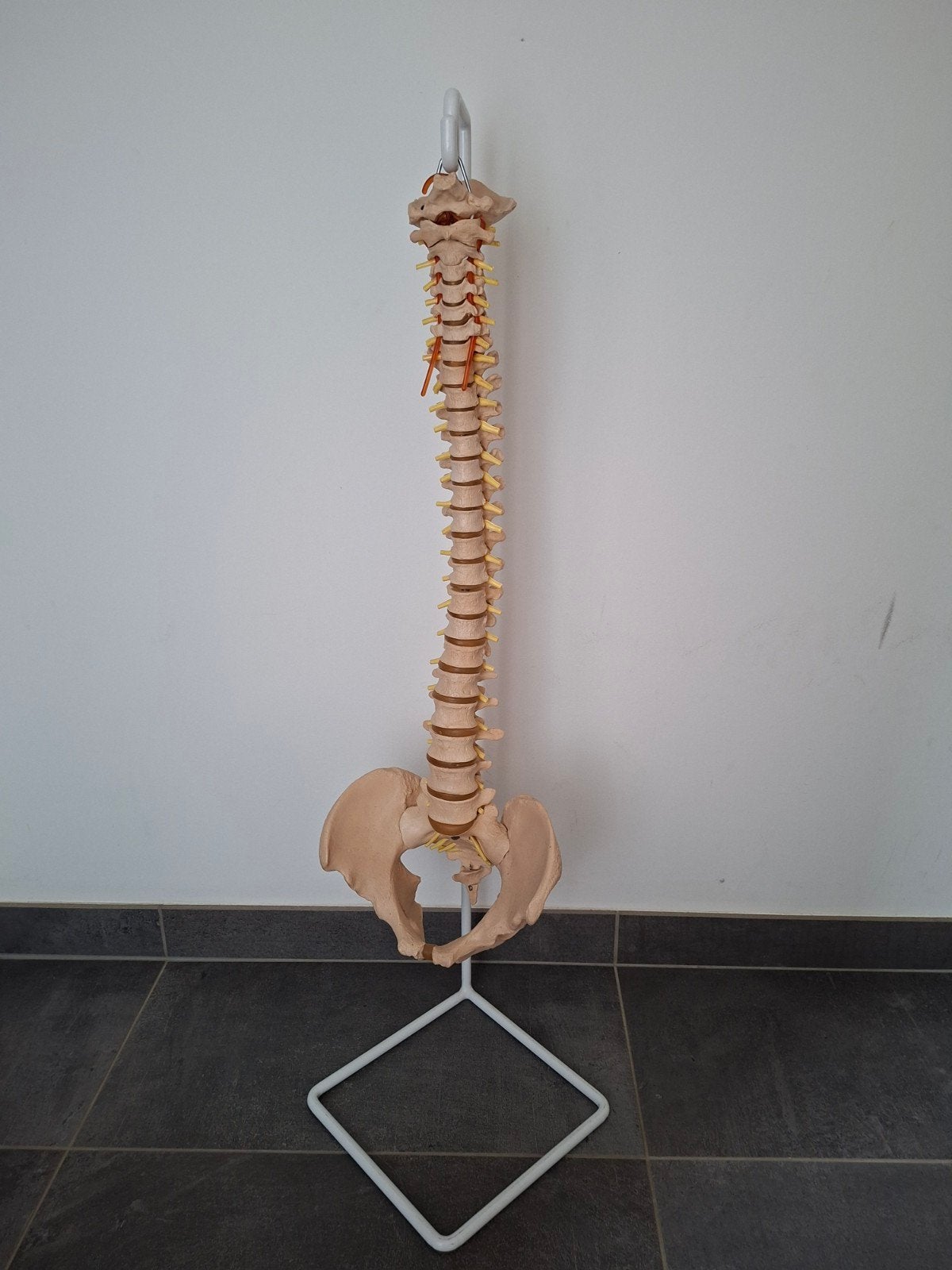 Anatomisch model van de wervelkolom, Divers, Enlèvement, Comme neuf