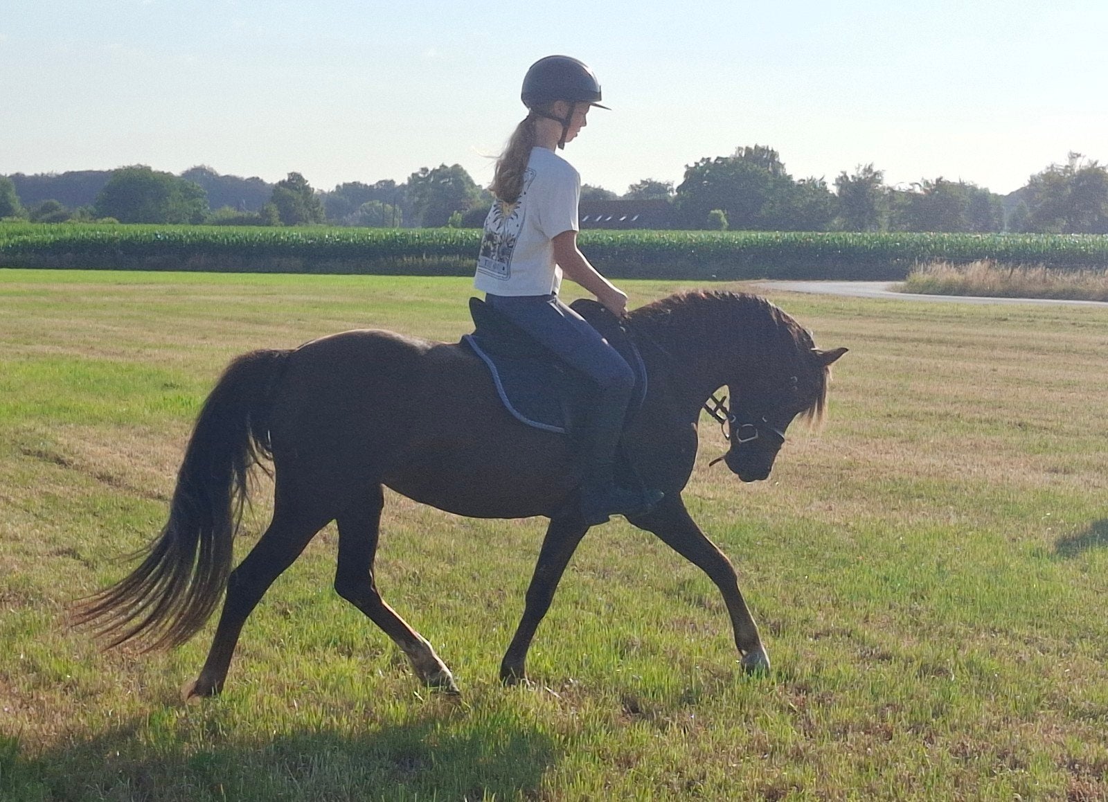 C-pony merrie - dressuur en springen, Dieren en Toebehoren, Merrie