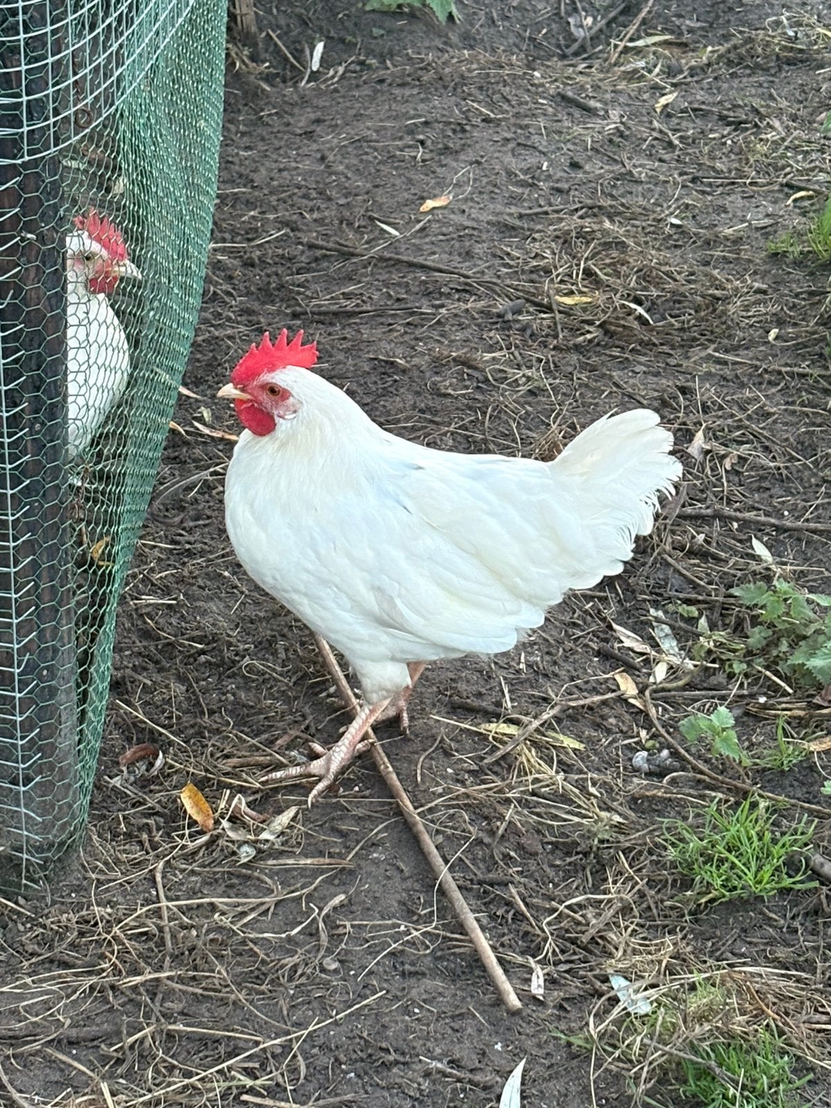 Gratis haan, Dieren en Toebehoren, Mannelijk, Kip