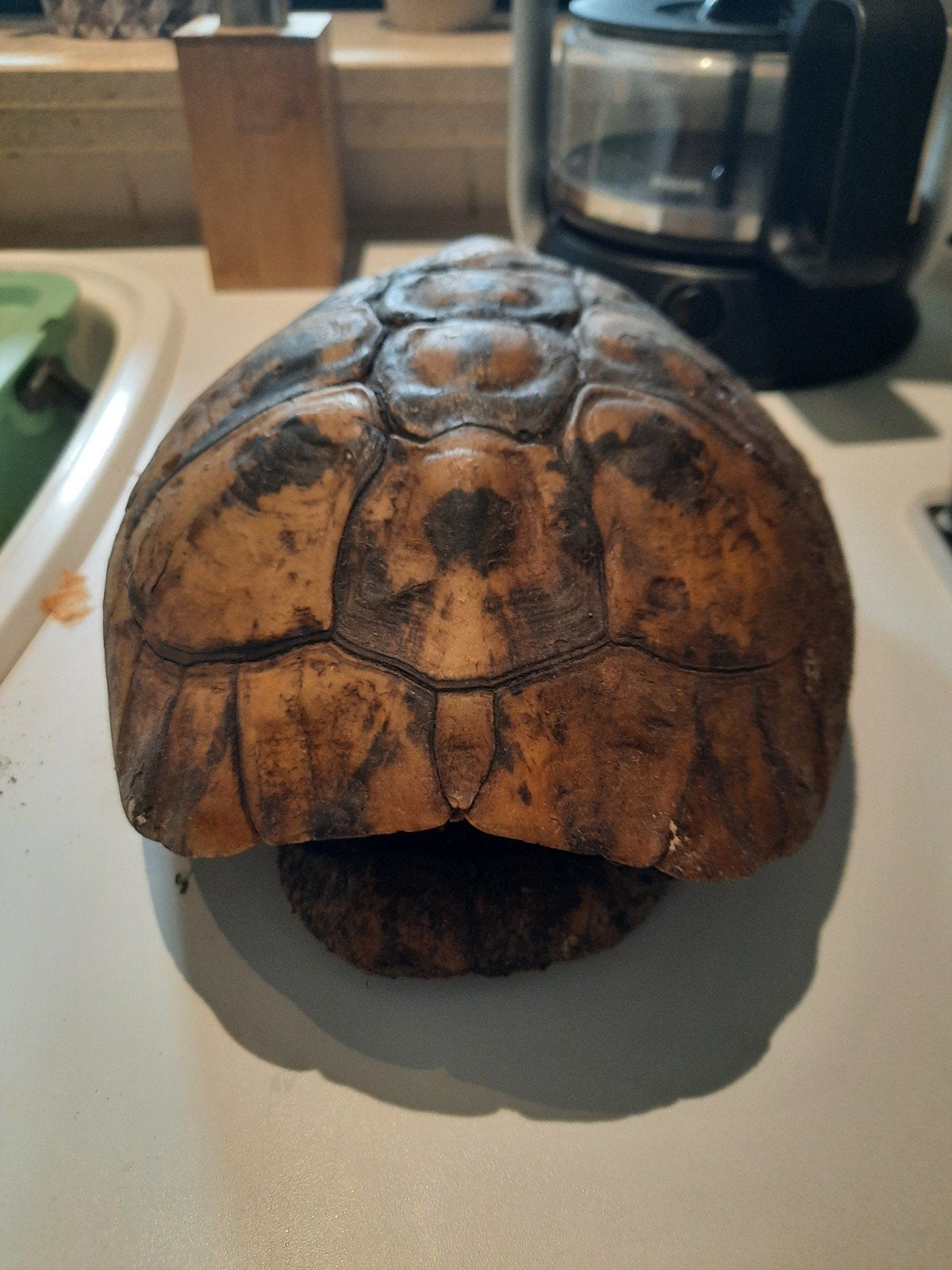 schild, schedel, beenderen landschildpad, Ophalen