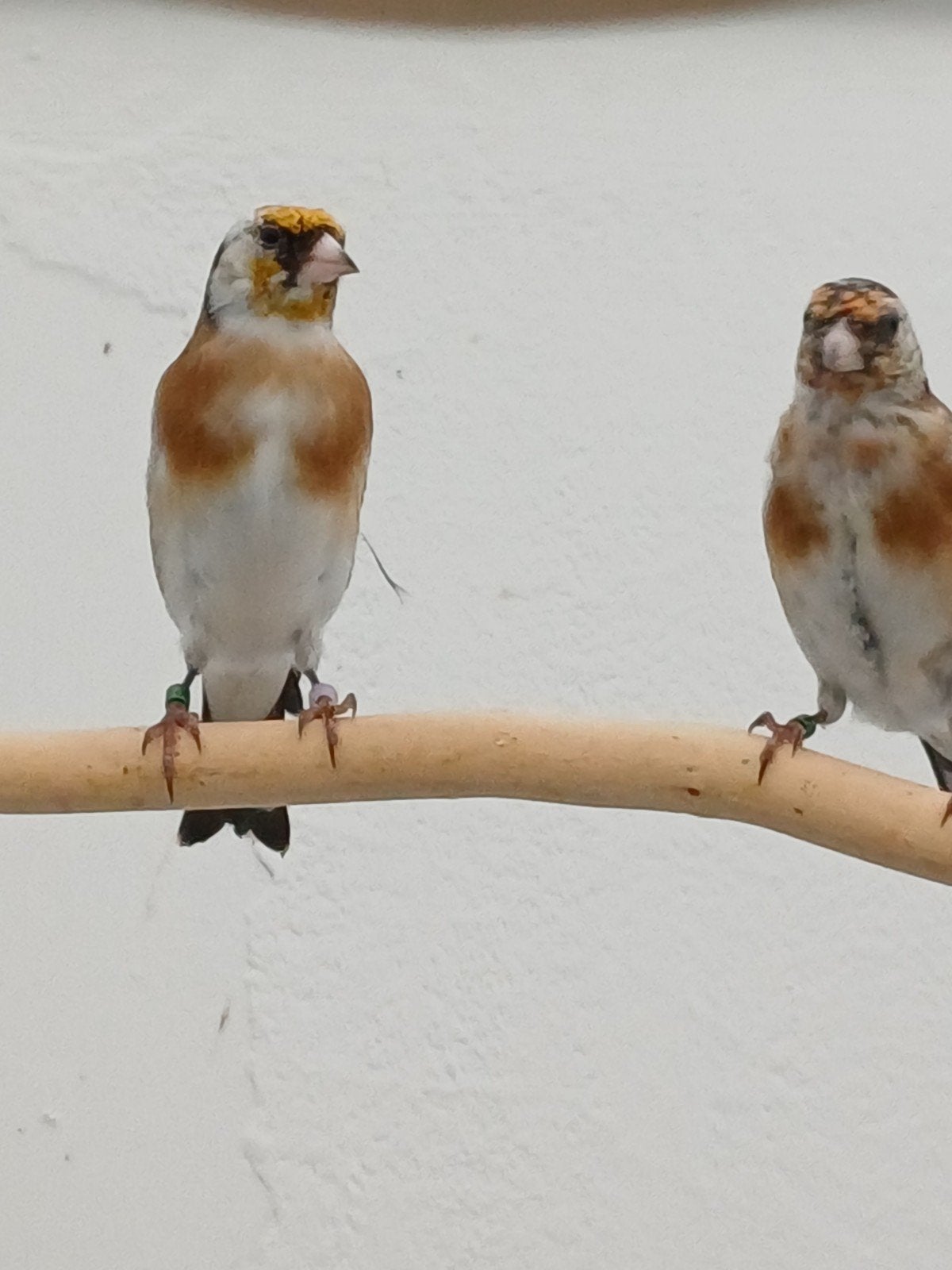 Putters distelvinken wildkleur 2026., Meerdere dieren, Wildzangvogel, Geringd