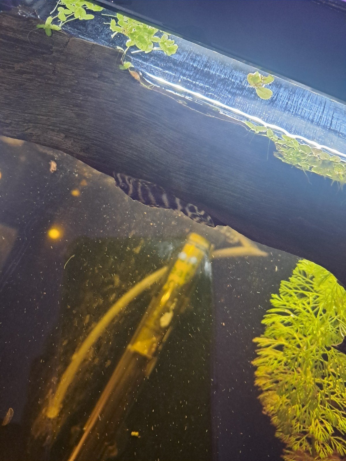 Pleco l333 yellow line, Animaux & Accessoires