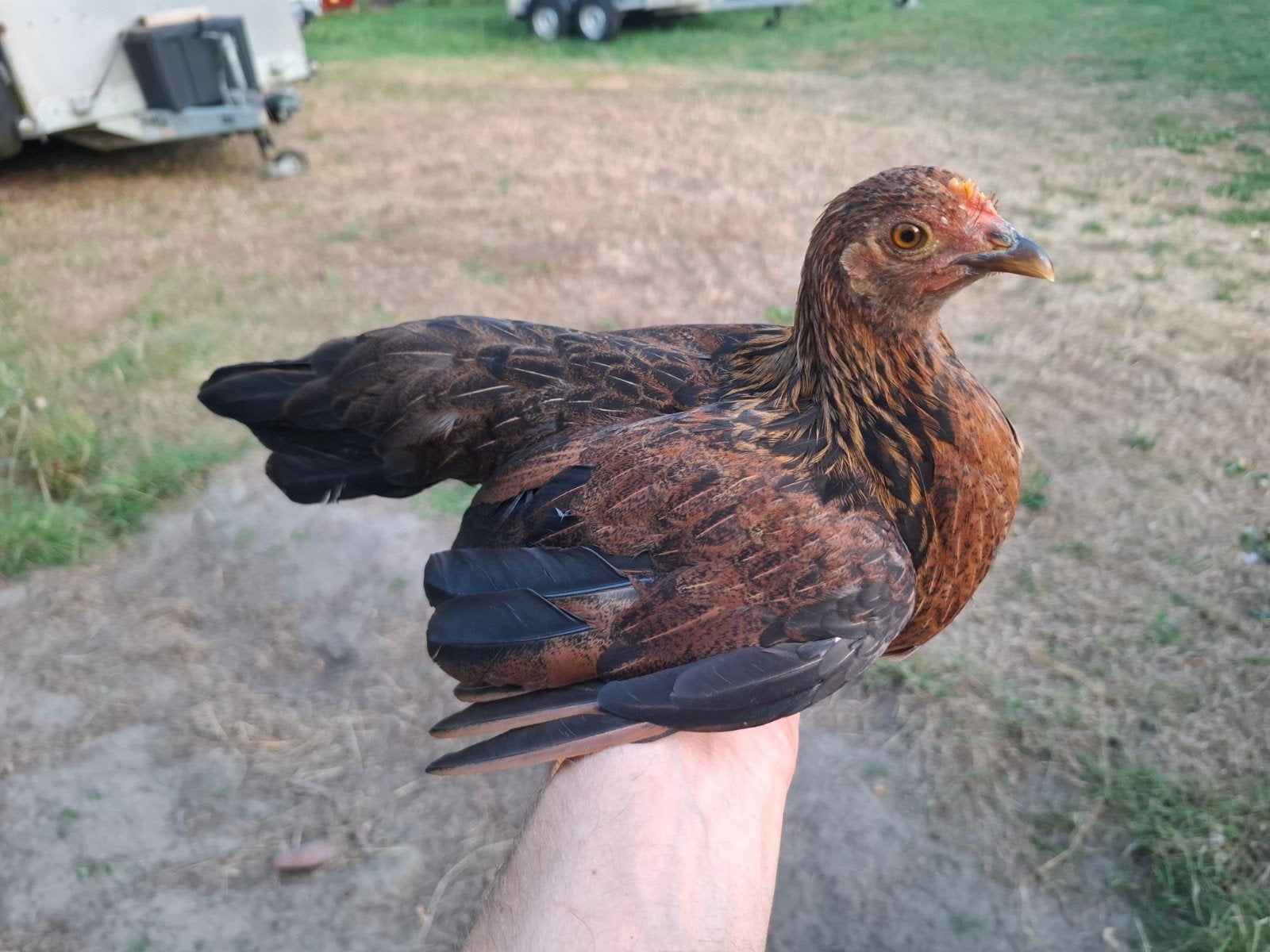 jonge kippen 2026, Dieren en Toebehoren, Pluimvee