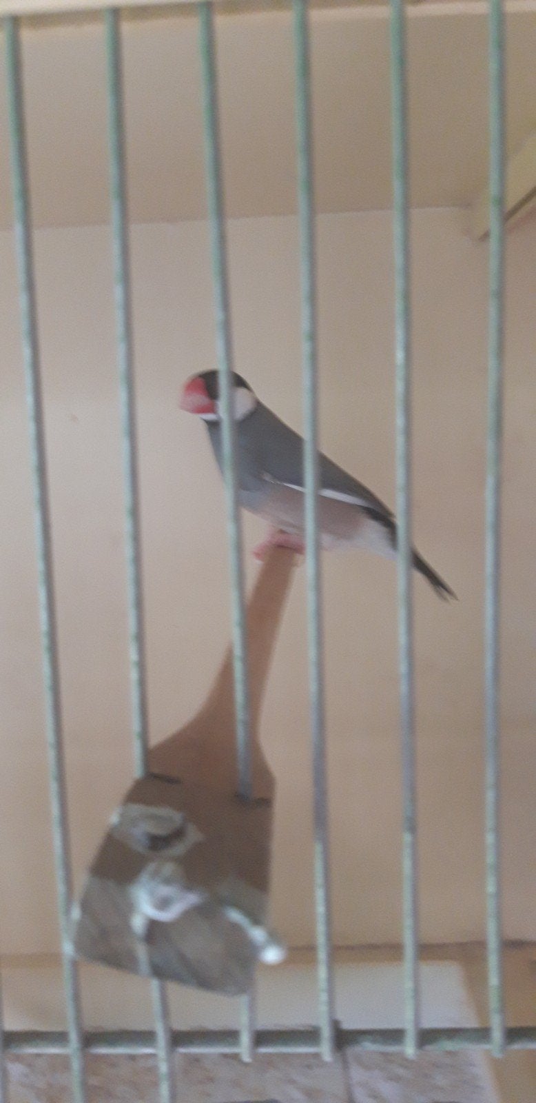 Rijstvogel Padda' s