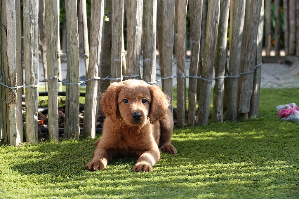 Chiots Apricot Labradoodle (type labrador), avec pedigree, Animaux & Accessoires, Autres races, Plusieurs, Hépatite contagieuse (maladie de Rubarth)