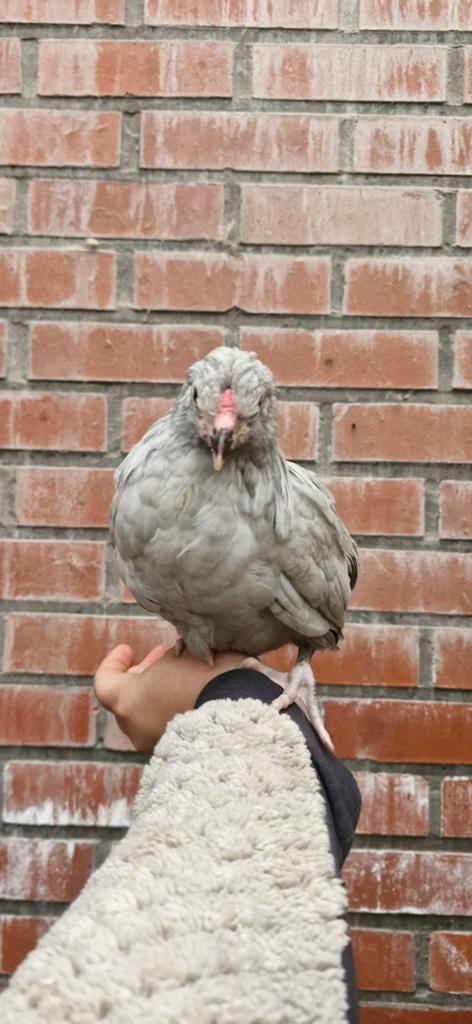 Aruacana lavendel hanen, Dieren en Toebehoren, Pluimvee