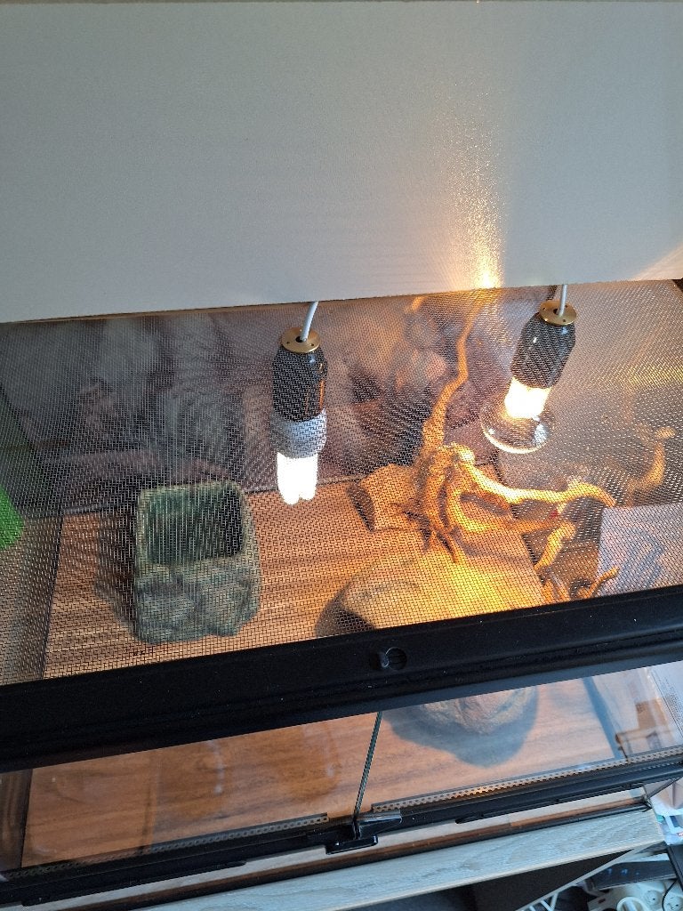 Terrarium, Animaux & Accessoires, Enlèvement, Comme neuf, Terrarium ou Paludarium