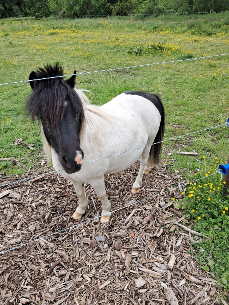 Knappe Shetlander ruin van 3j. Onbereden. P.o.t.k., Dieren en Toebehoren, Pony's, Ruin