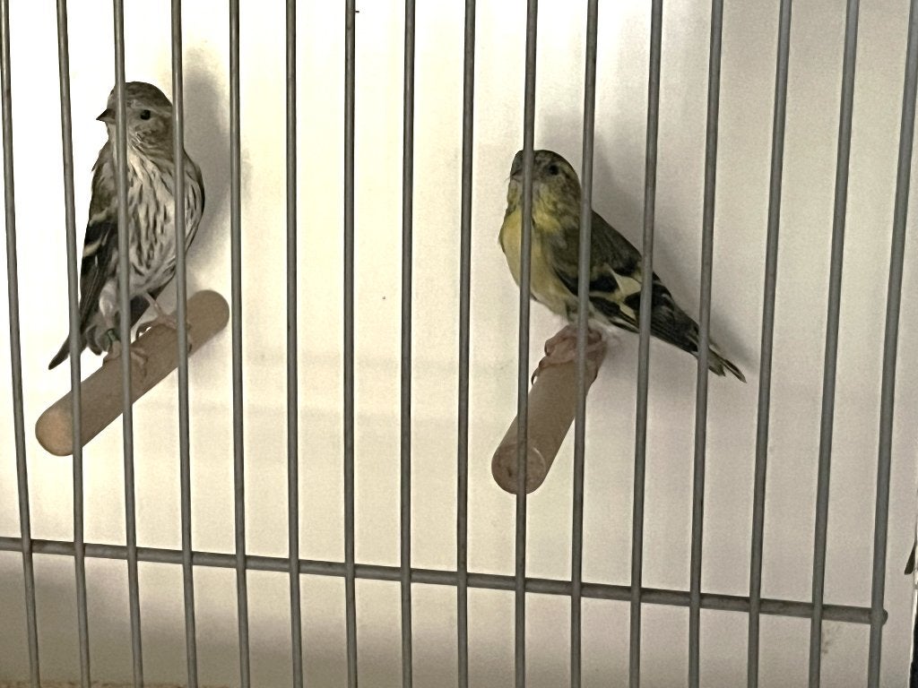 Sijzen, Meerdere dieren, Wildzangvogel, Geringd