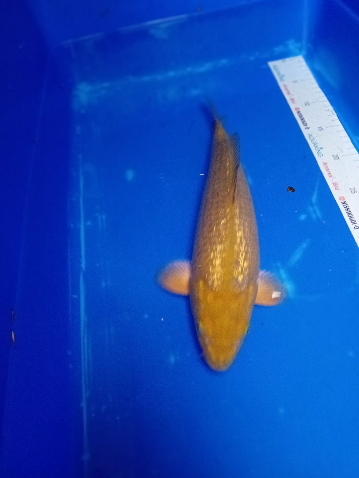 Ginrin chagoi 1, Karper of Koi