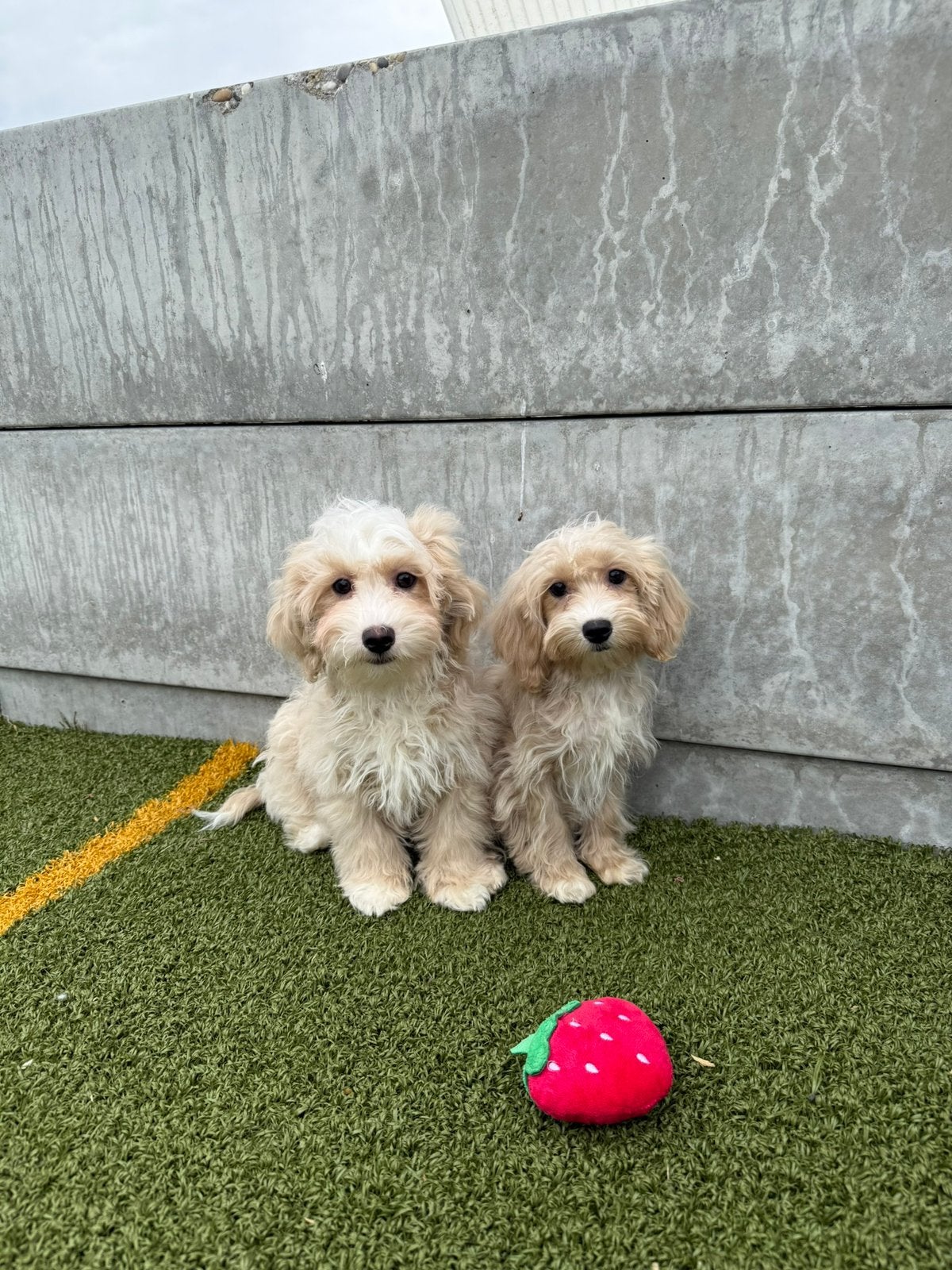 Maltipoo pups, 15 semaines à 1 an, Autres races, Éleveur | Professionnel, Plusieurs