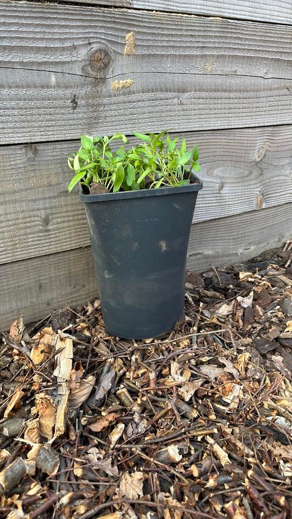 Paprika plantje, Tuin en Terras, Ophalen, Zo goed als nieuw