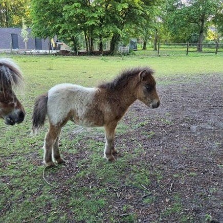 mini merrie, Dieren en Toebehoren, Pony's, Meerdere dieren, Ontwormd, 0 tot 2 jaar