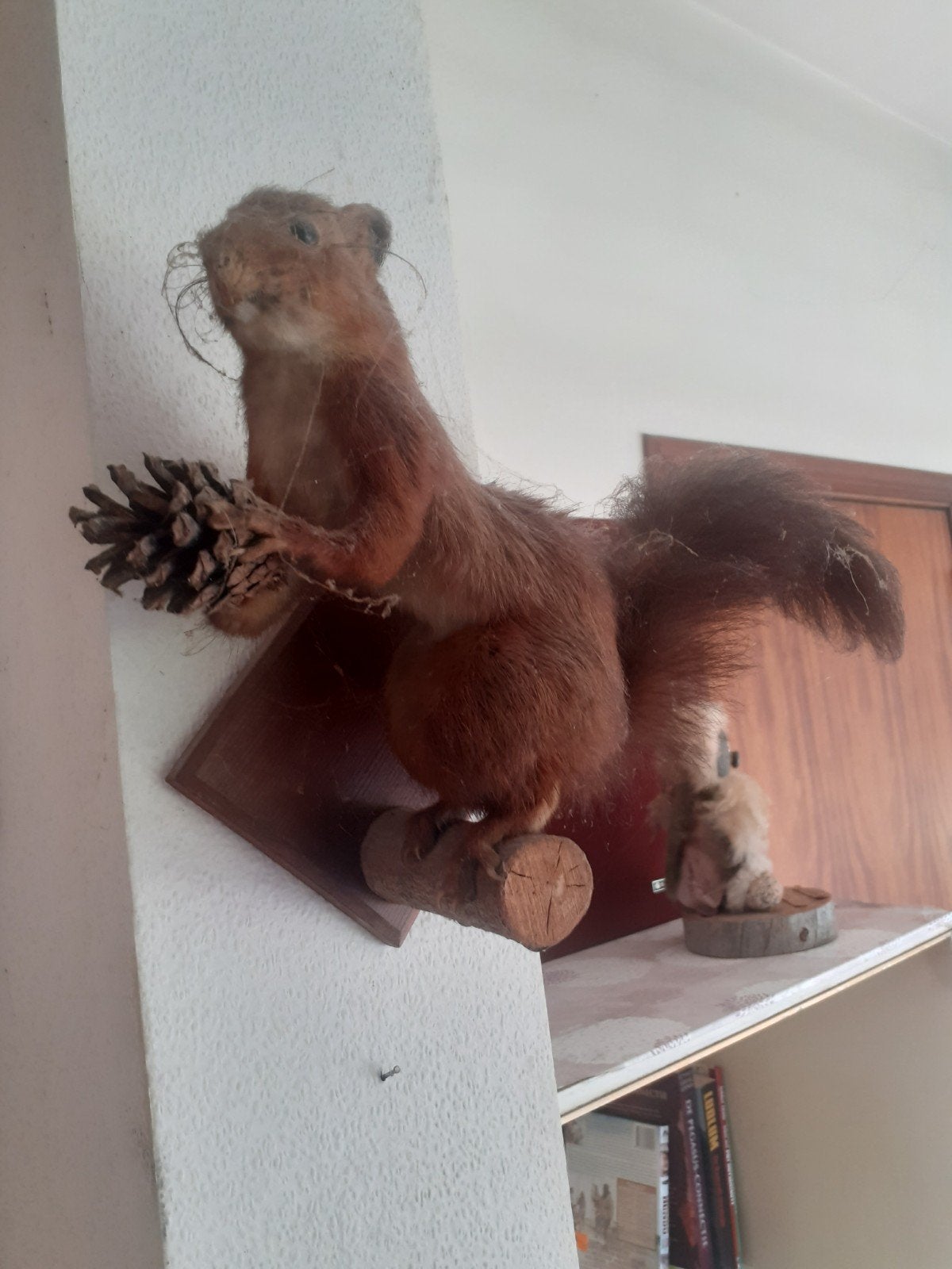 taxidermie opgezette  eekhoorn, Ophalen of Verzenden