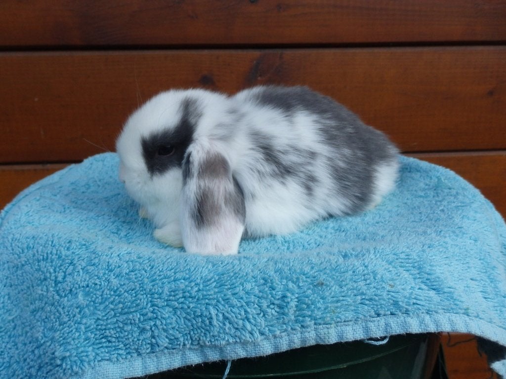 nhd, Plusieurs animaux, Nain, Oreilles tombantes, 0 à 2 ans