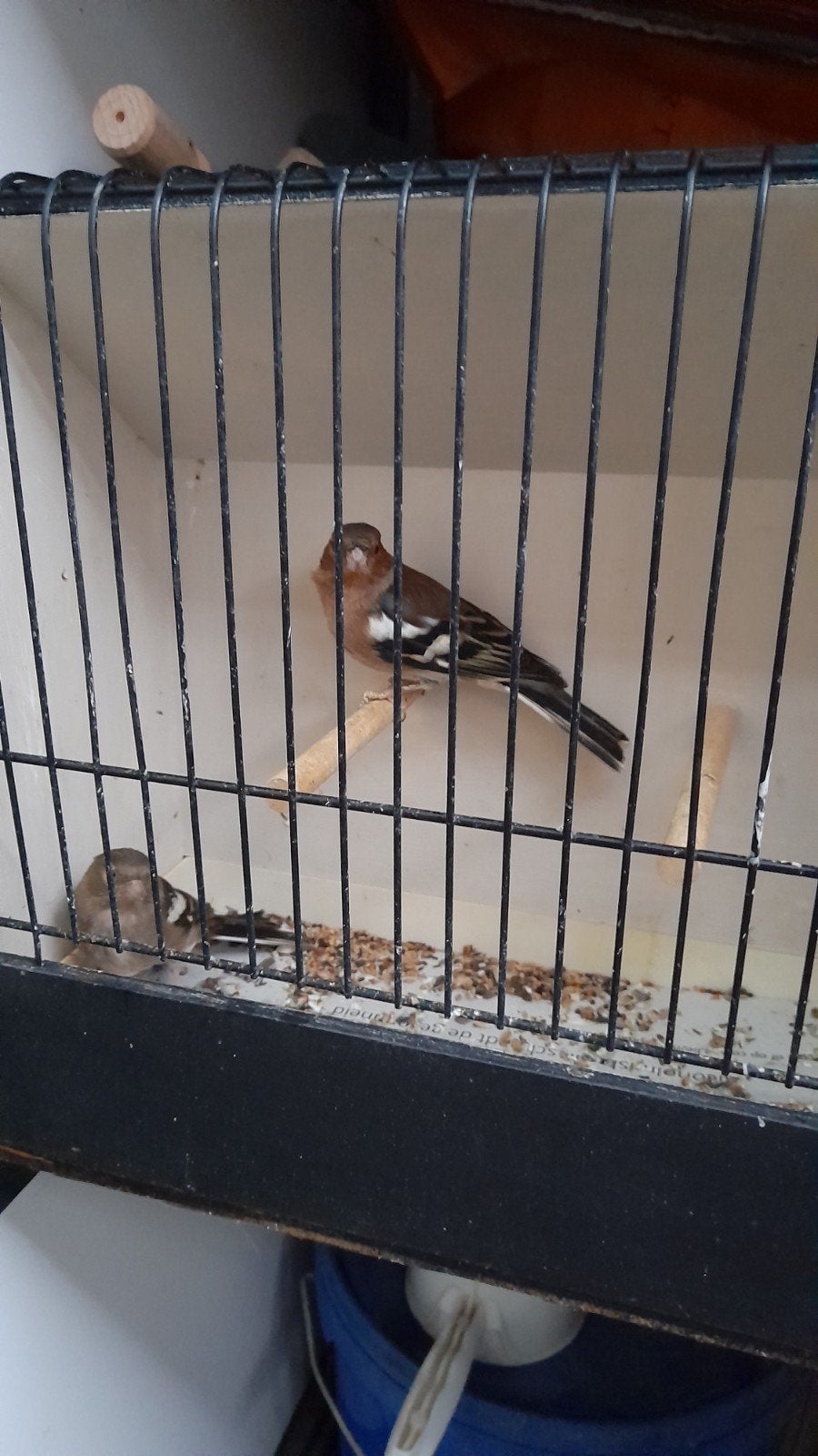 Koppel vinken wildkleur, Dieren en Toebehoren