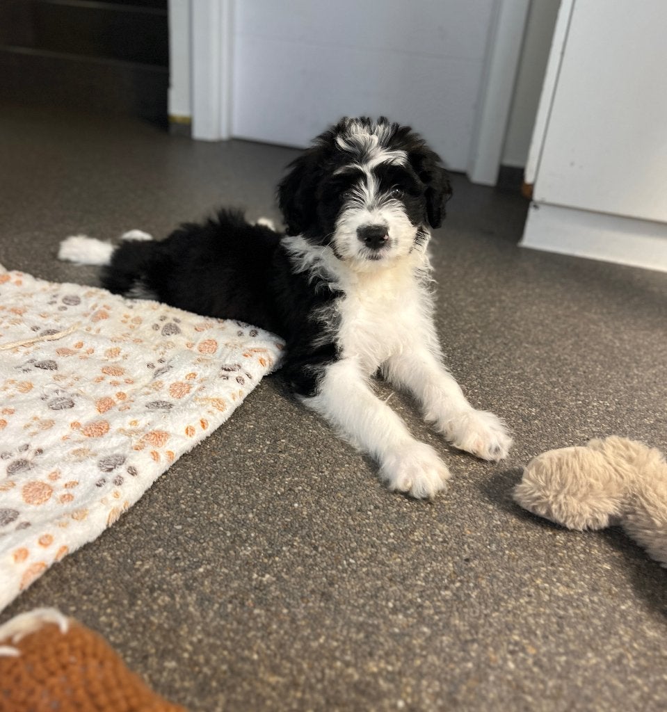 Beaux chiots doodle moyenne (berger australien x caniche), Animaux & Accessoires, Caniche, Maladie de Carré (chiens), Plusieurs
