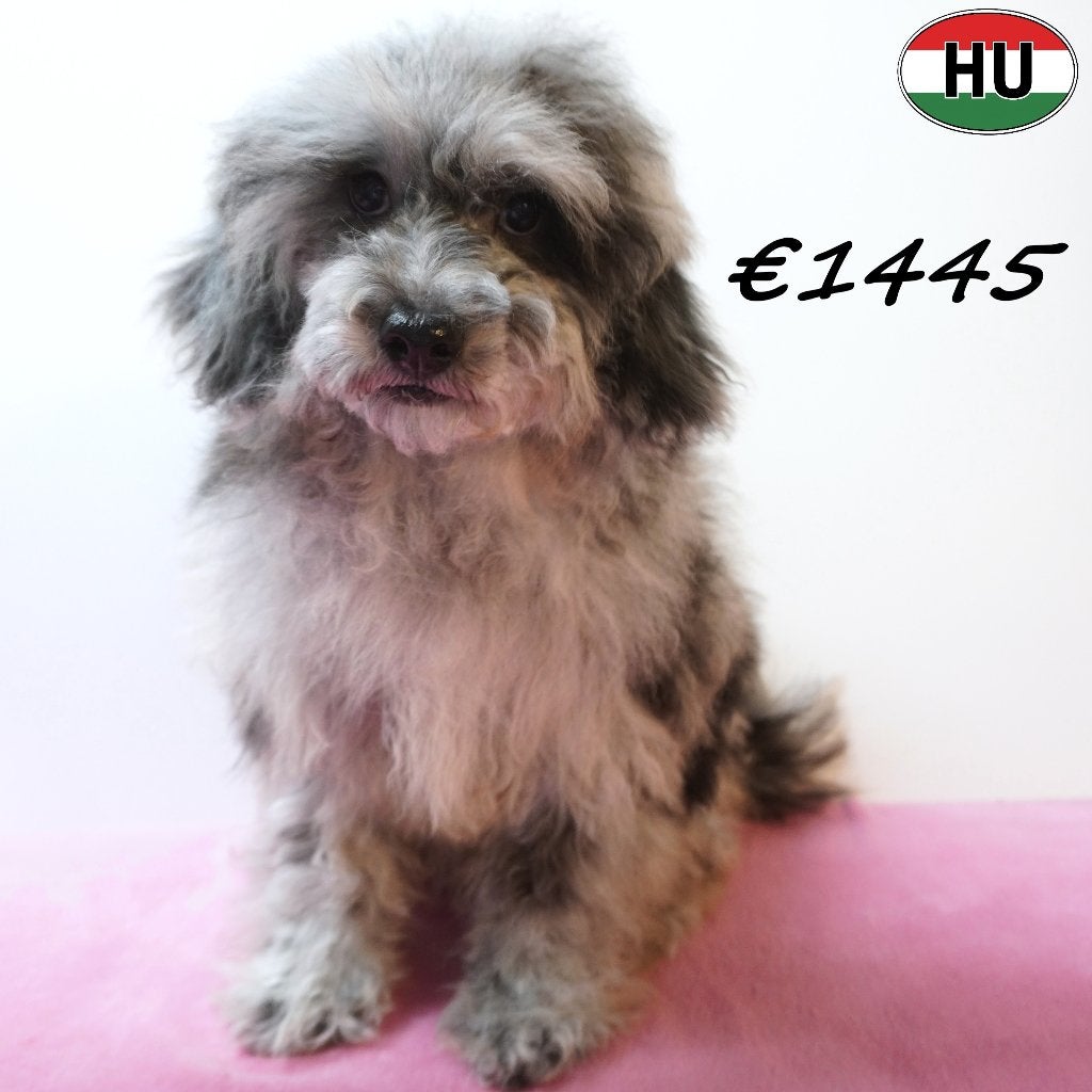 X Poedel (kruising) pups te koop, Dieren en Toebehoren, 15 weken tot 1 jaar, Buitenland, CDV (hondenziekte), Meerdere