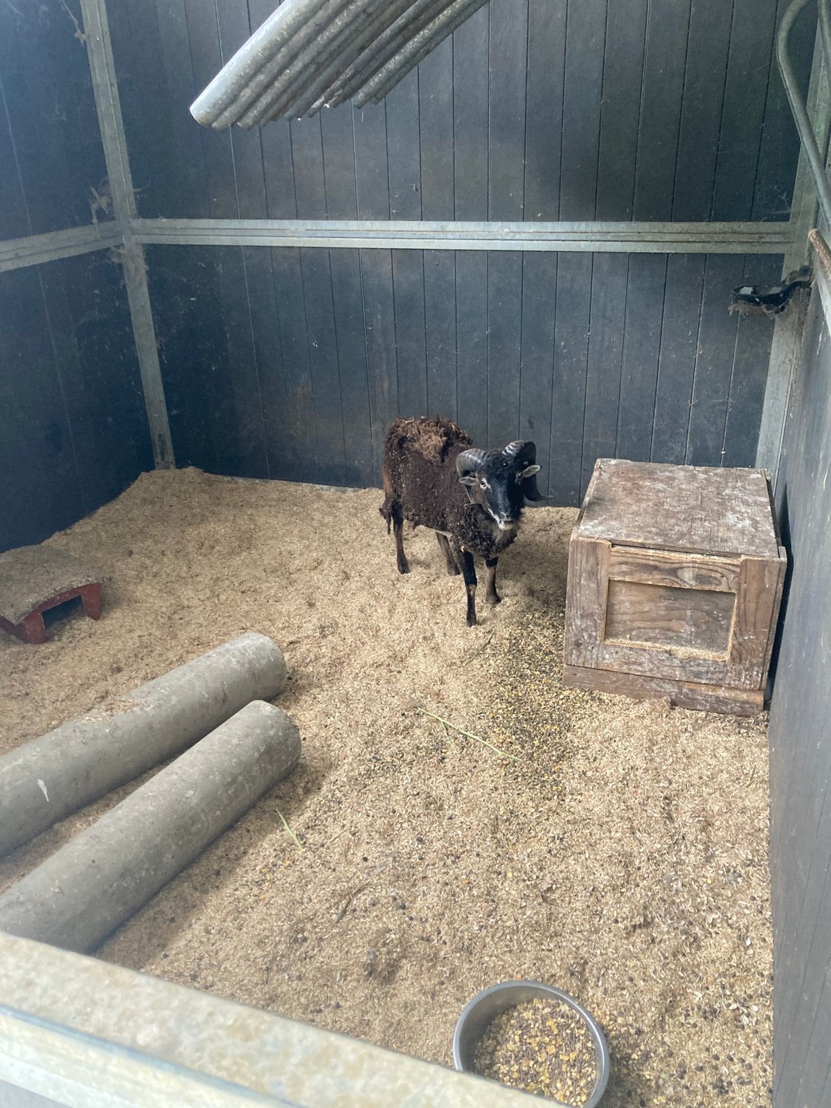 Soay ram te koop, Dieren en Toebehoren