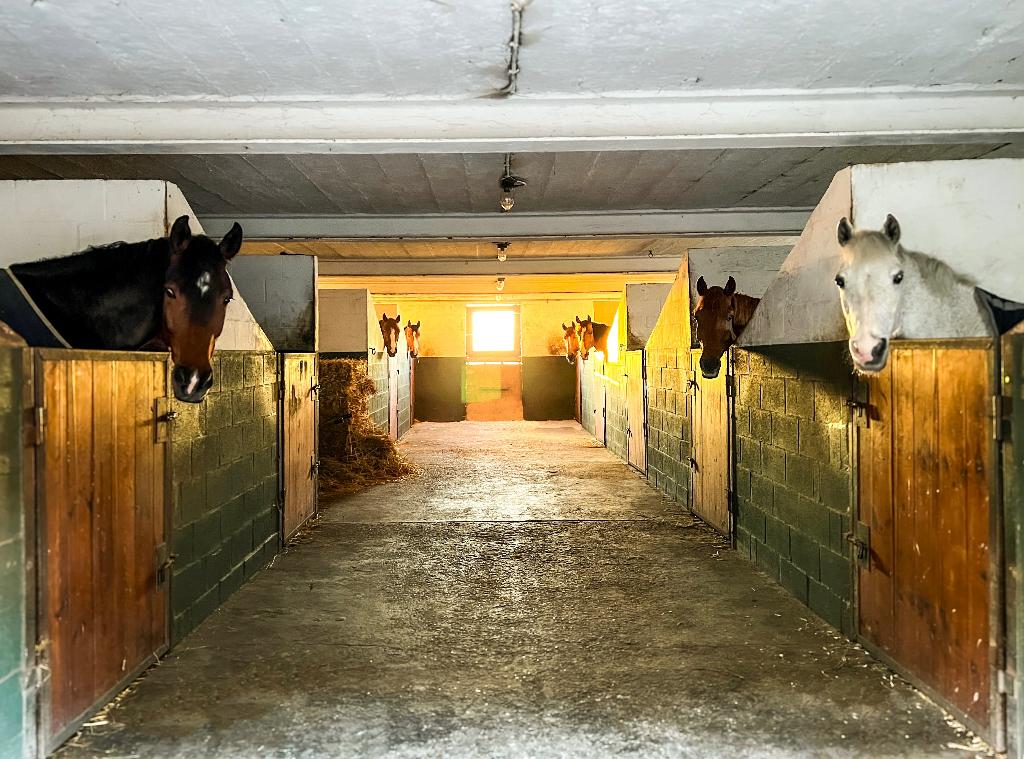 Pensions complètes près d’Aywaille, Mise à l'étable, 4 chevaux ou poneys ou plus