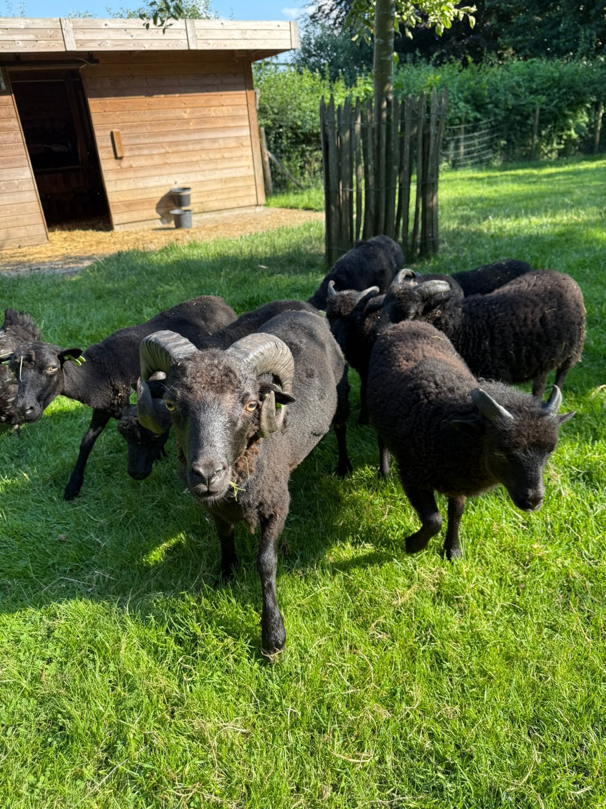 Ouessant Ram met sterke stambook, net 1 jaar, Animaux & Accessoires, Moutons, Chèvres & Cochons