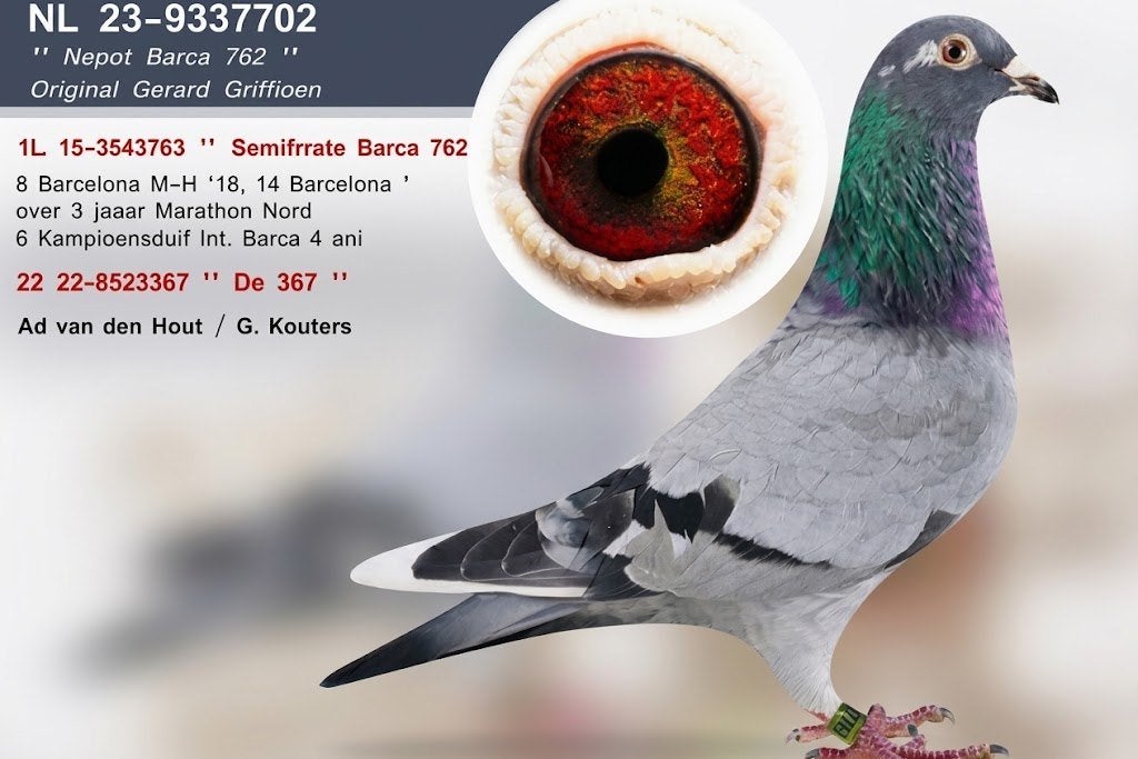 Duivin zware fond, Animaux & Accessoires, Oiseaux | Pigeons, Femelle, Pigeon voyageur
