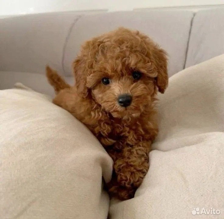 chiots caniches, Caniche, 8 à 15 semaines, Plusieurs, Éleveur | Loisir