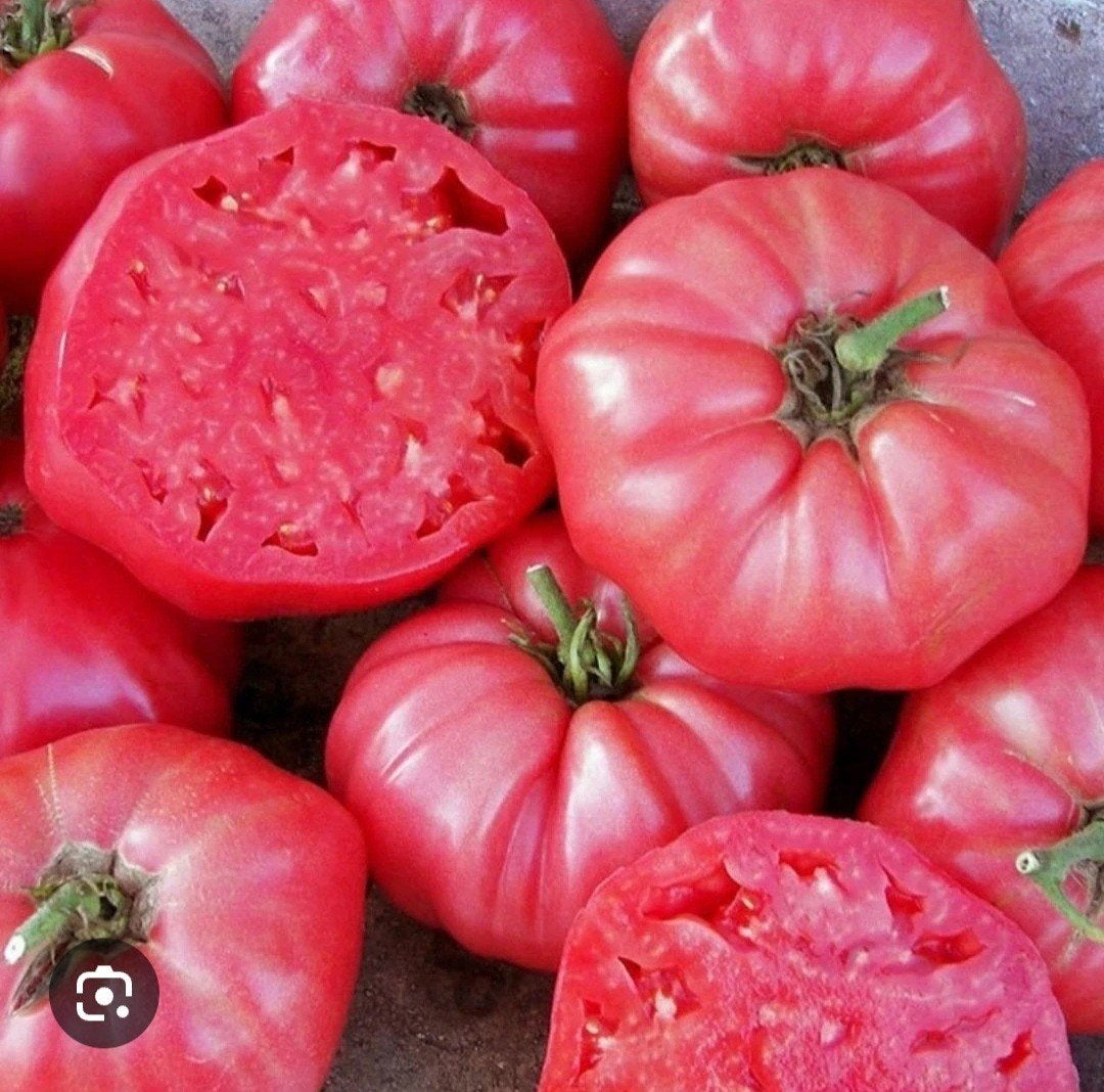 BİO tomatenplanten (per plant is  voor 1 euro), Tuin en Terras, Planten | Tuinplanten, Ophalen