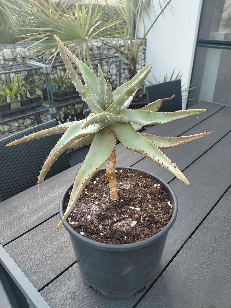 Zeer oude aloë, Tuin en Terras, Planten | Tuinplanten, Ophalen