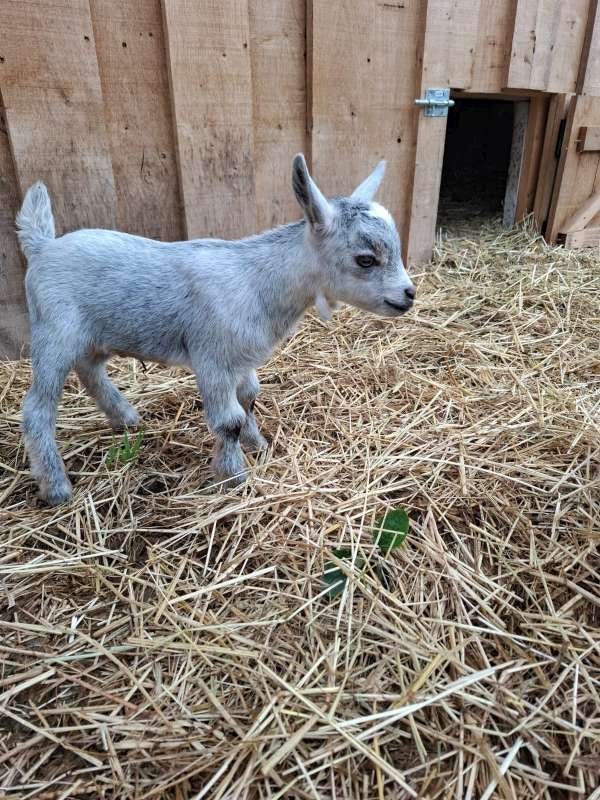 Dwerggeitje, Dieren en Toebehoren, Schapen, Geiten en Varkens, Mannelijk, Geit, 0 tot 2 jaar