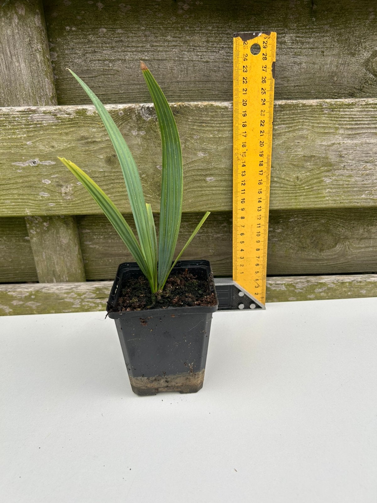 Semis de Sabal Minor - 2 ans, Jardin & Terrasse, Plantes | Jardin, Plante fixe, Autres espèces, Plein soleil, Été, Enlèvement ou Envoi