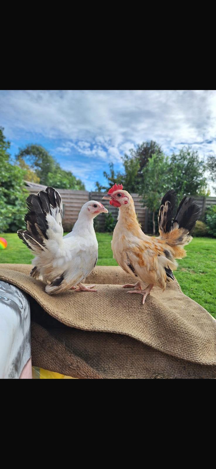 Super kleine serama koppels, Dieren en Toebehoren, Meerdere dieren, Kip