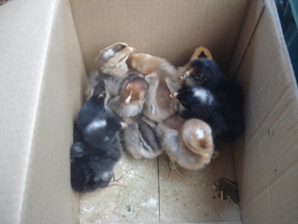 kuikens (groenleggers), Dieren en Toebehoren, Pluimvee, Kip, Geslacht onbekend