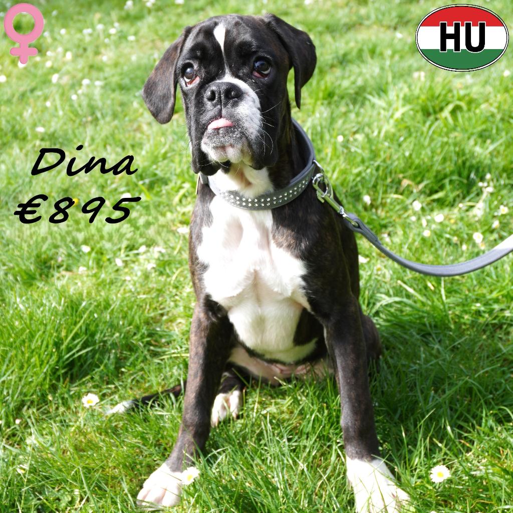 Gestroomde Boxer teefjes Dina & Dixy zoeken warme thuis, Dieren en Toebehoren, Honden | Bulldogs, Pinschers en Molossers, 15 weken tot 1 jaar