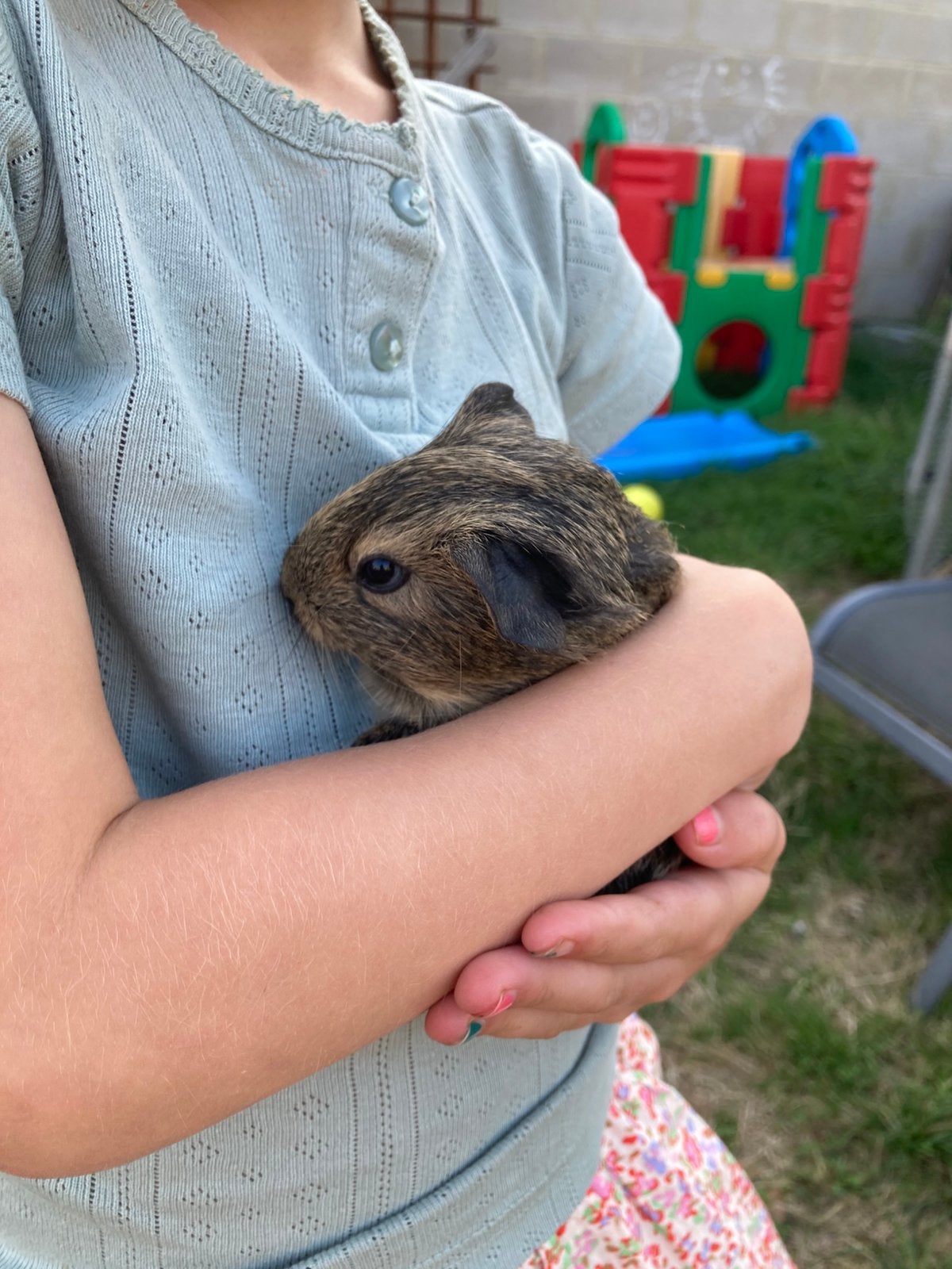 Jonge cavia’s, Animaux & Accessoires, Rongeurs, Août, Mâle, Domestique, Cobaye
