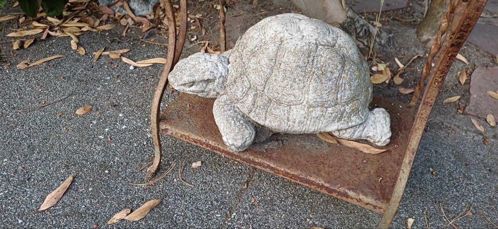 Grote stenen schildpad, Enlèvement